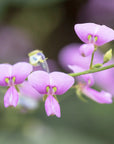 UniQuattro Desmodium