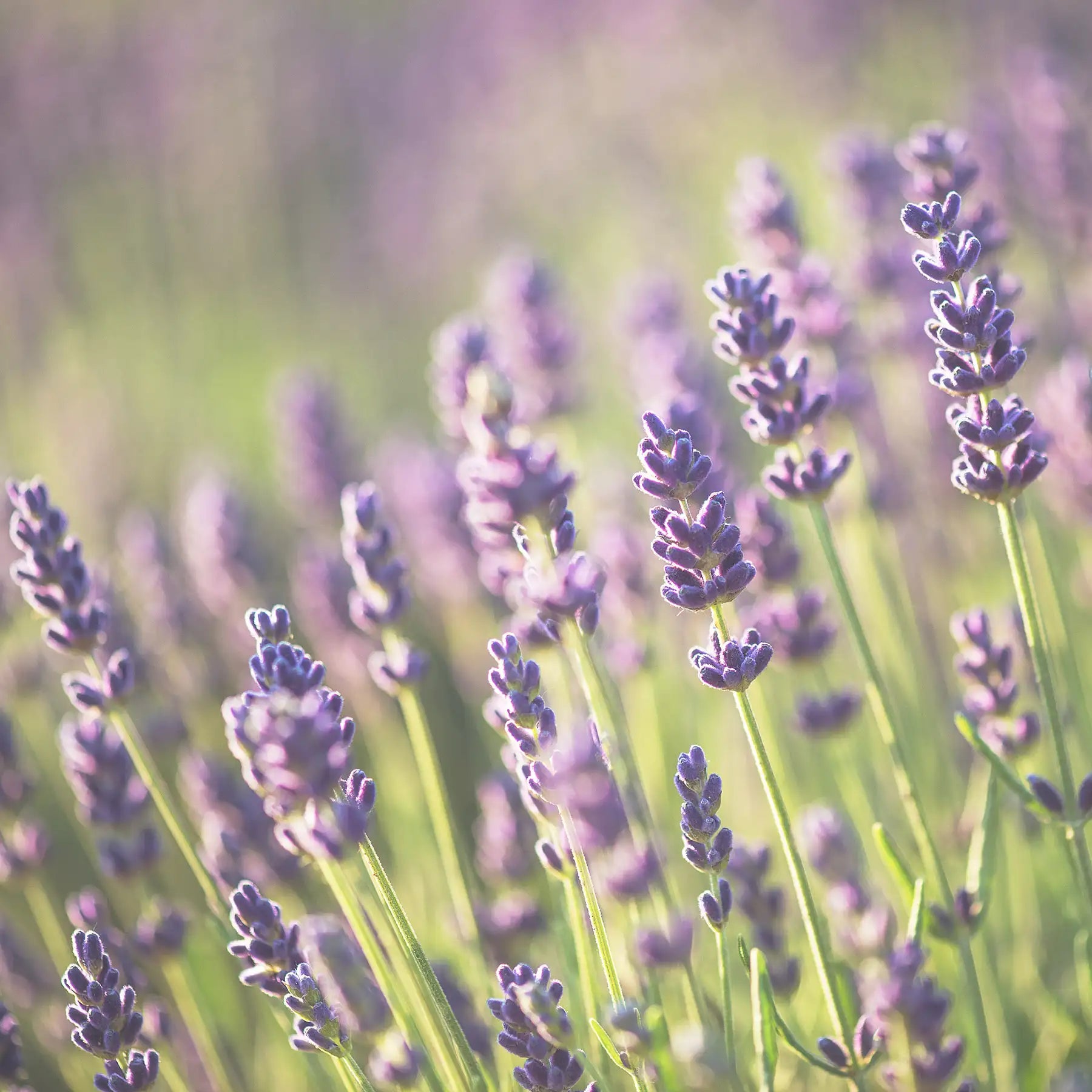 Lavanda pianta