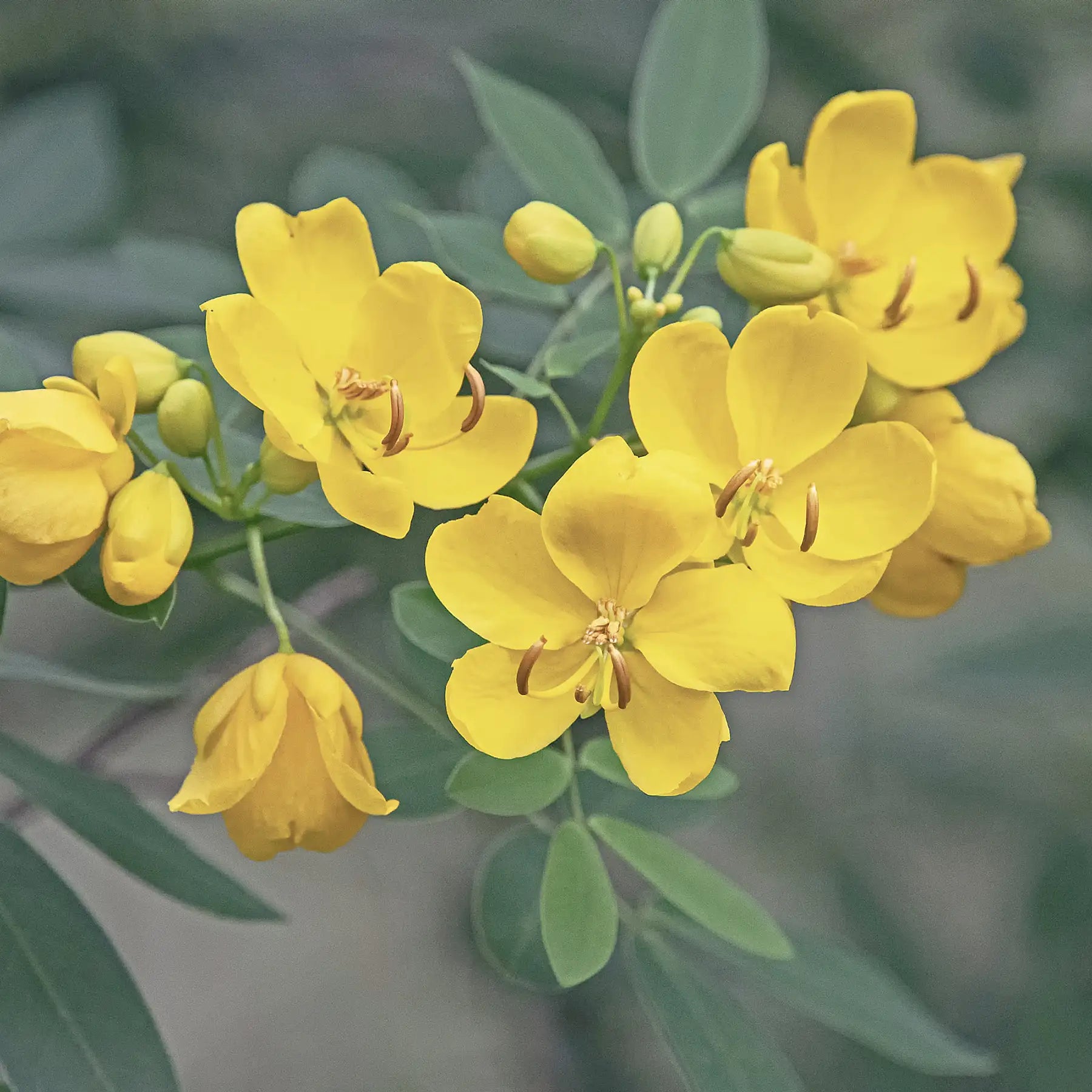 senna pianta