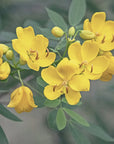 senna pianta